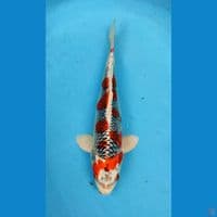 red kujaku +36cm 