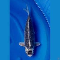 45cm male - Rare Kawarimono 