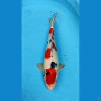 sanke jantan ±37cm