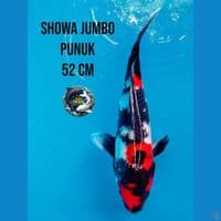 showa jumbo