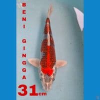 Beni ginga 31cm