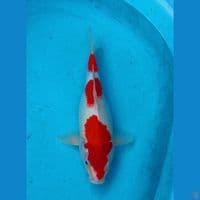 kohaku ±33cm