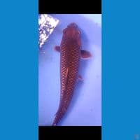 black cagoi ginrin 
