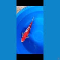 Maruten kohaku
