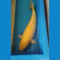 karasi jumbo 52cm