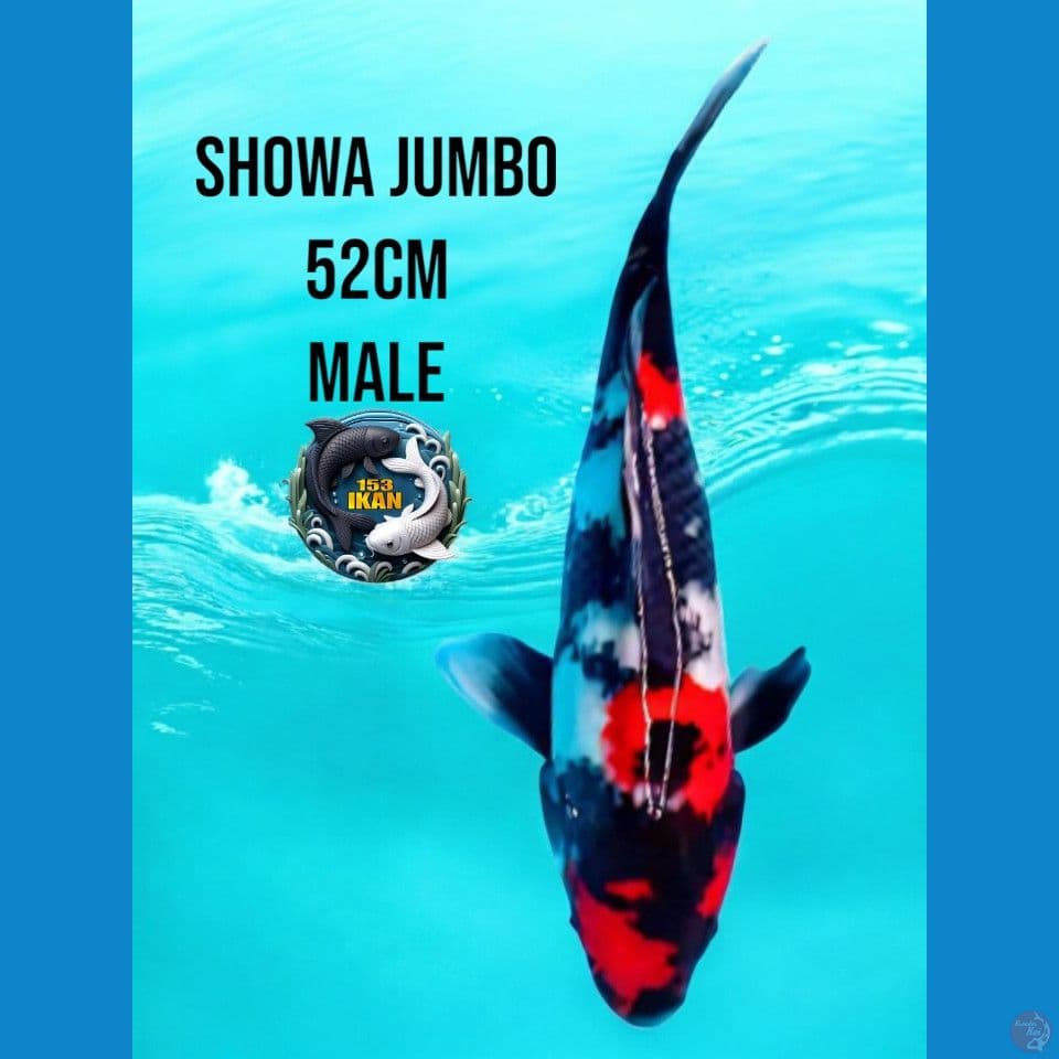 showa jumbo