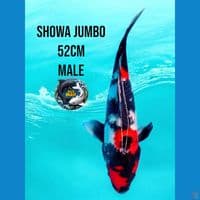 showa jumbo