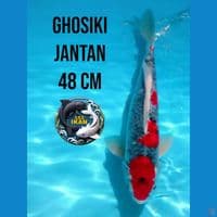 maruten ghosiki