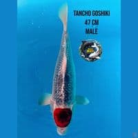 tanco ghosiki