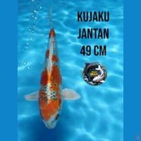 kujaku