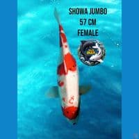 showa jumbo