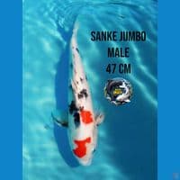 sanke jumbo
