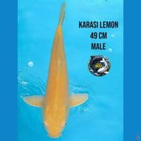 karasi lemon