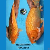 red karasi ginrin