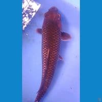 black cagoi ginrin 