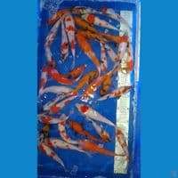 paket mix 36 ekor breder AKF