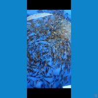 Showa mix 4-7cm 700ekor