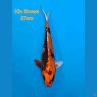 IMPORT KIN SHOWA 27CM