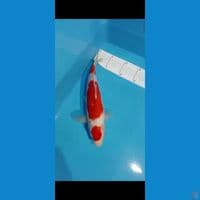ogata kohaku 30cm jantan