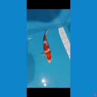 F1 murni  kohaku 26cm