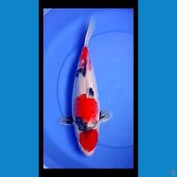 showa setep 3  40cm