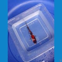 maruten showa 13cm