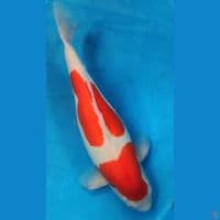 kohaku female size 53
