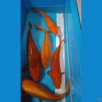 PAKET POLOSAN 5 EKOR 32-40CM