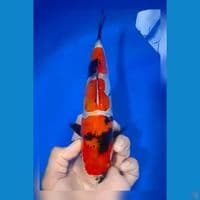 showa doitsu 25cm