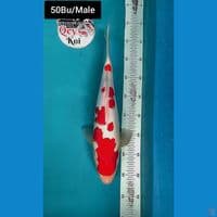 Kohaku Munuk