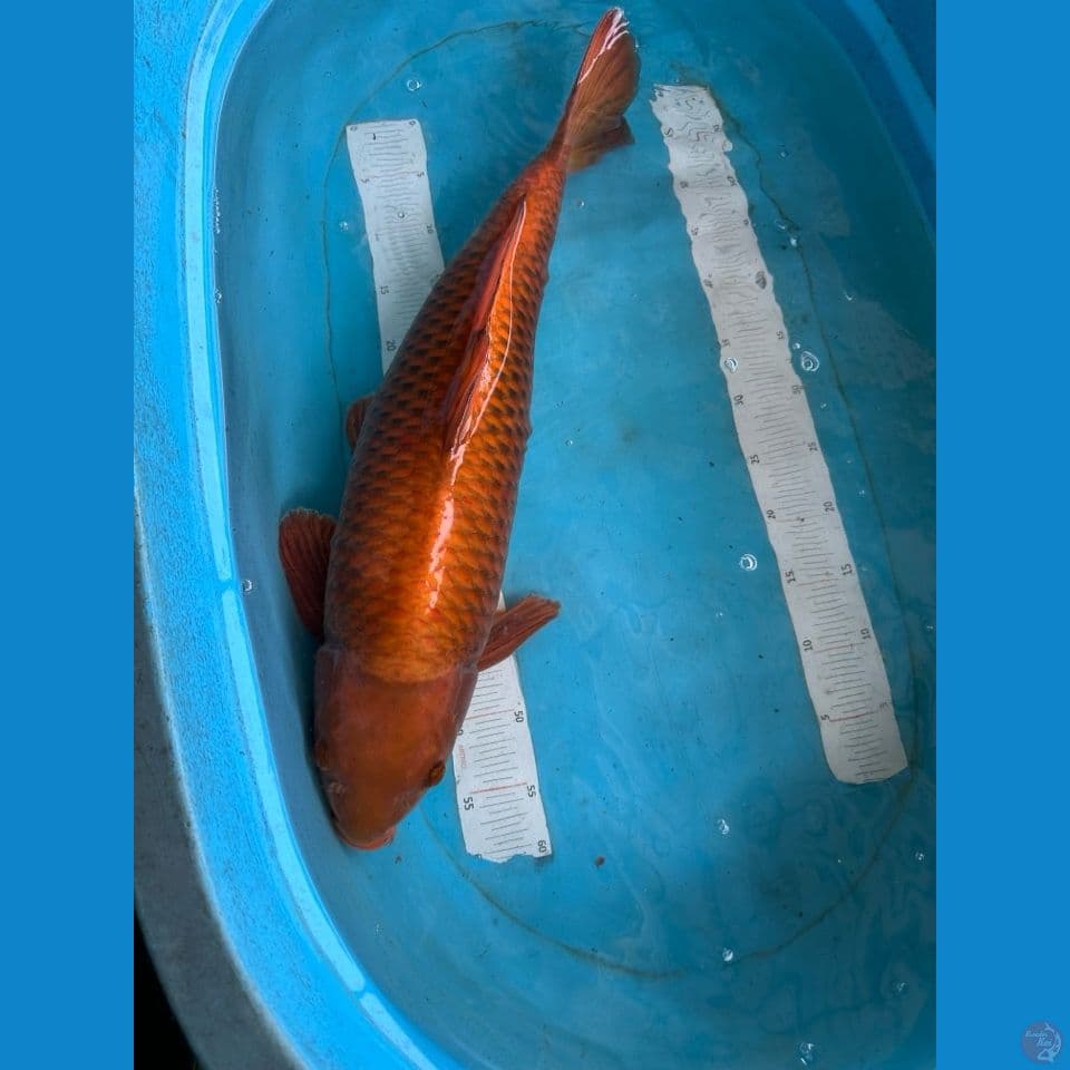 jumbo 65 cm chagoi male