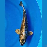 ARAGOKE KOGANE 32CM MALE
