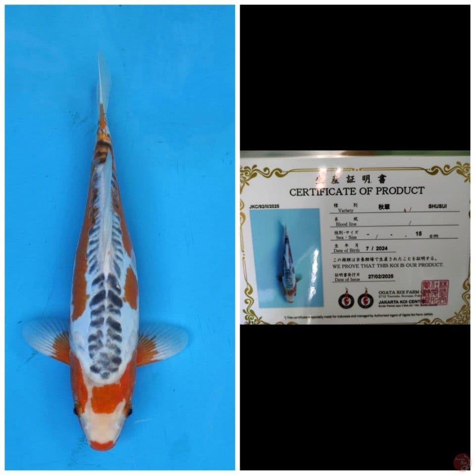 Ogata Shusui 