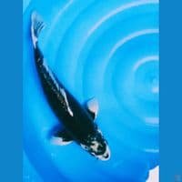 rare kawarimono 42cm male