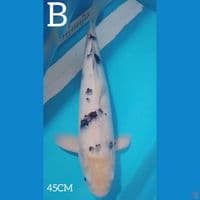 BEKO 45CM GOOD SKIN 