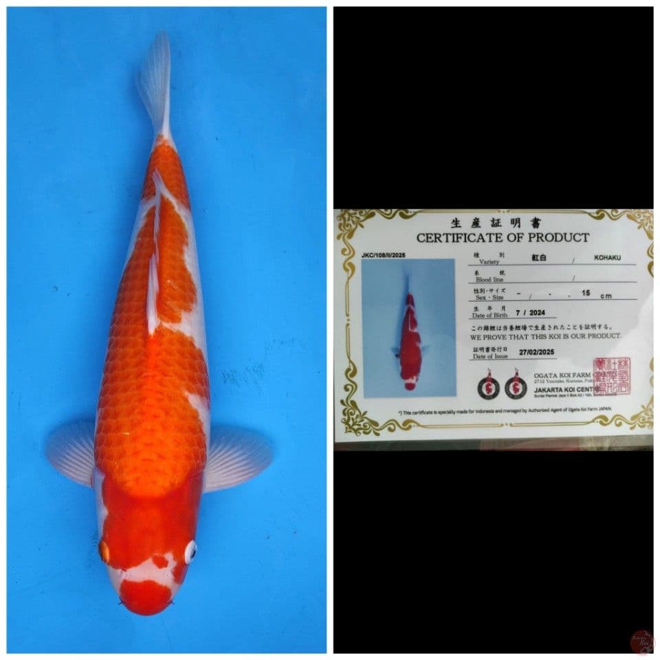 Ogata Kohaku