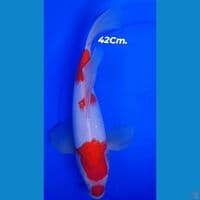 Kumpay Kohaku 