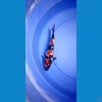 showa naruto quality 25cm 