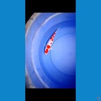 kohaku doitsu merah ceplok2 25cm