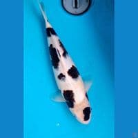 Budo goromo 34cm female
