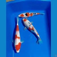 MARUTEN SANKE KOHAKU 20 22 26 CM