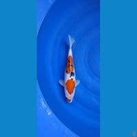 showa 35cm ( FEMALE) ORI