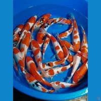 KOHAKU SANKE 20-28 CM 24 EKOR