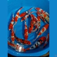 KOHAKU SANKE 20-27 CM 20 EKOR