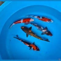 Mix showa kohaku 22-25cm