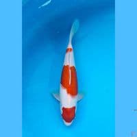 Kohaku 26cm