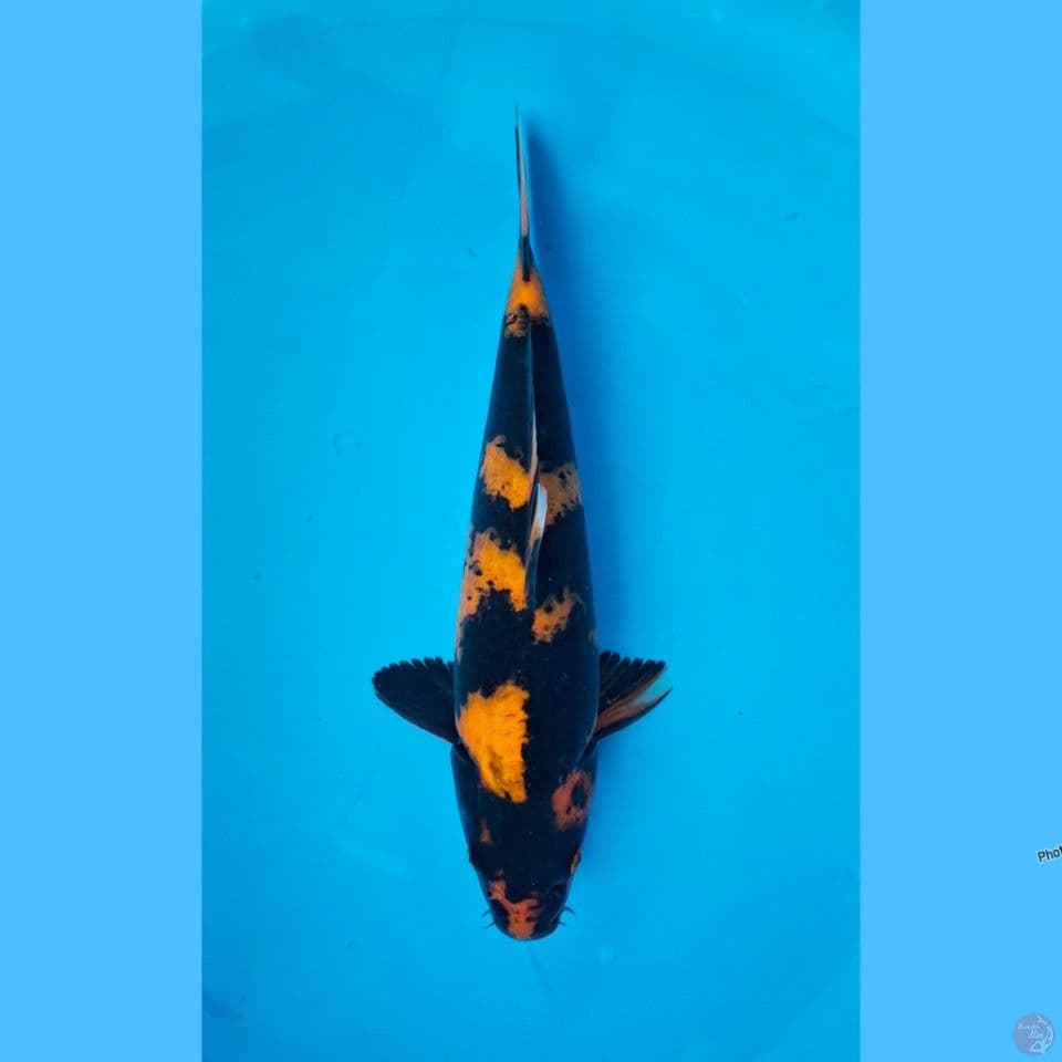 Hi utsuri 24cm