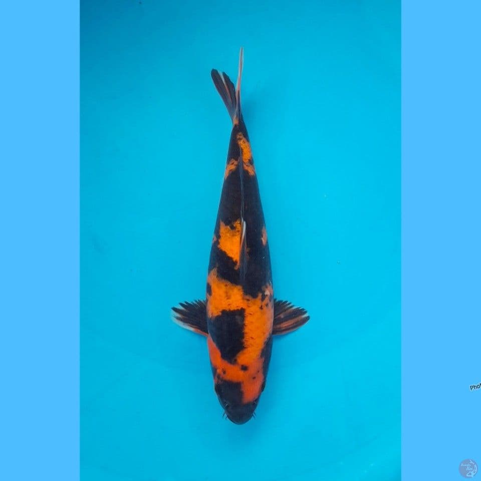 Hiu 26cm