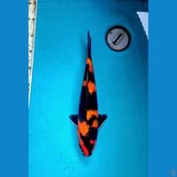 Hi showa 34cm Male