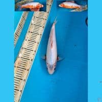 Asagi 33cm Female